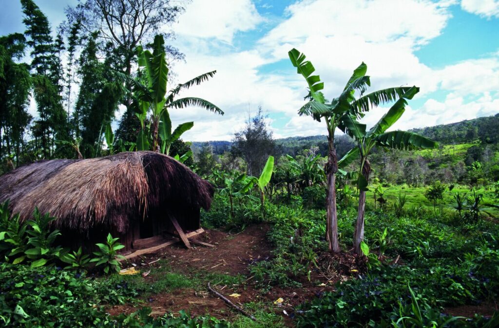 38 PAPOUA A 001_c